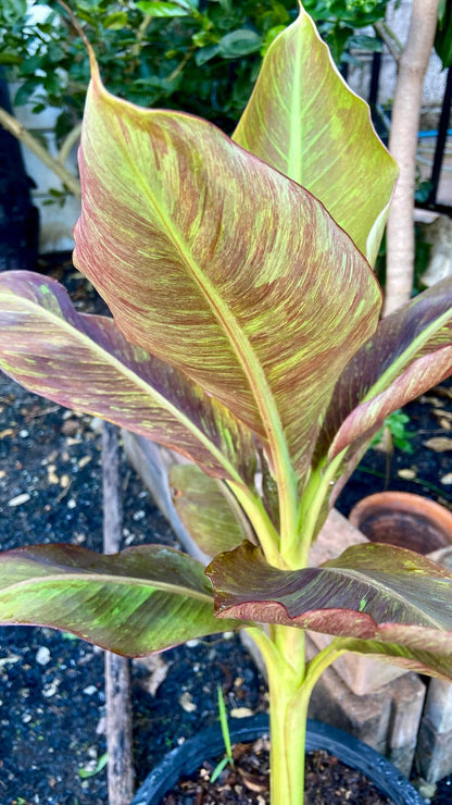 "Musa acuminata 'Red Indo' - Rare Variegated Banana Plant