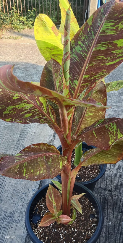 "Musa acuminata 'Red Indo' - Rare Variegated Banana Plant