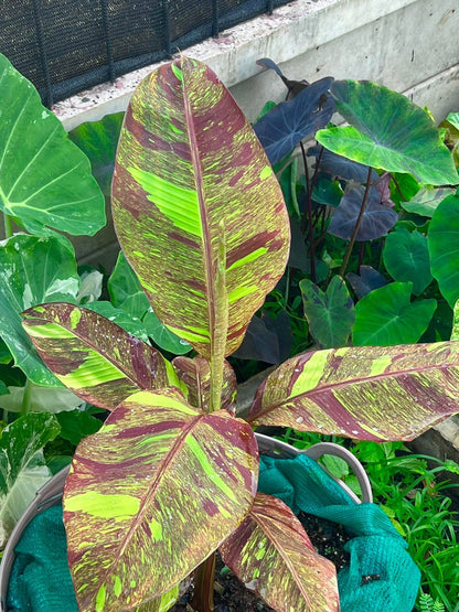 "Musa acuminata 'Red Indo' - Rare Variegated Banana Plant