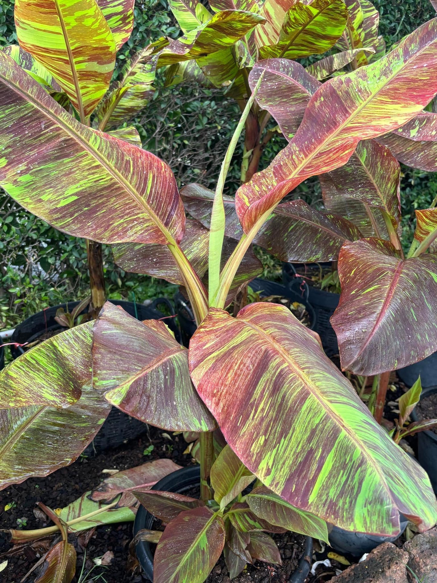 "Musa acuminata 'Red Indo' - Rare Variegated Banana Plant