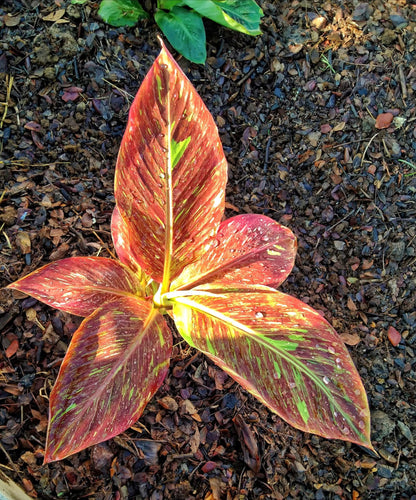 "Musa acuminata 'Red Indo' - Rare Variegated Banana Plant