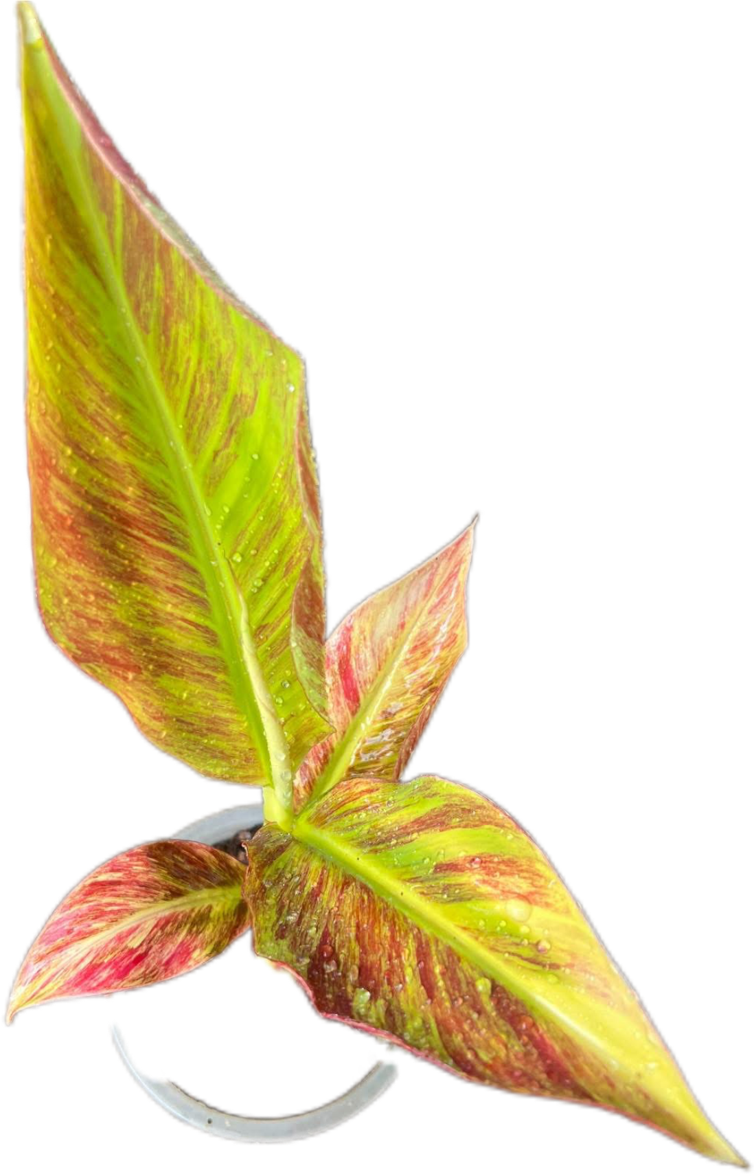 "Musa acuminata 'Red Indo' - Rare Variegated Banana Plant