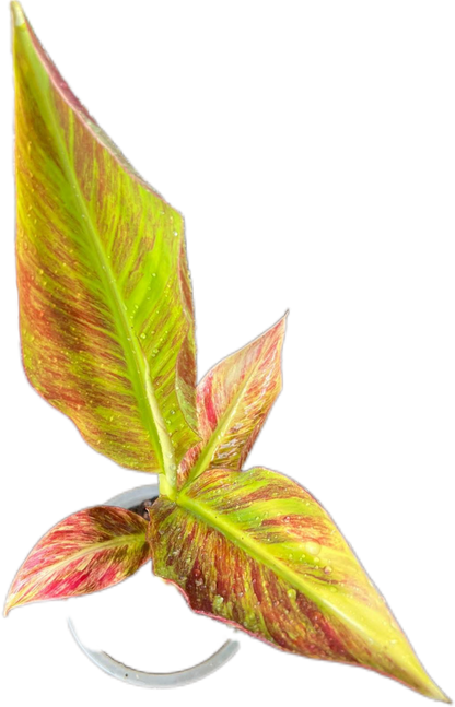 "Musa acuminata 'Red Indo' - Rare Variegated Banana Plant