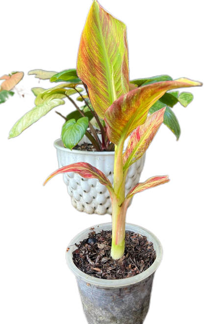 "Musa acuminata 'Red Indo' - Rare Variegated Banana Plant