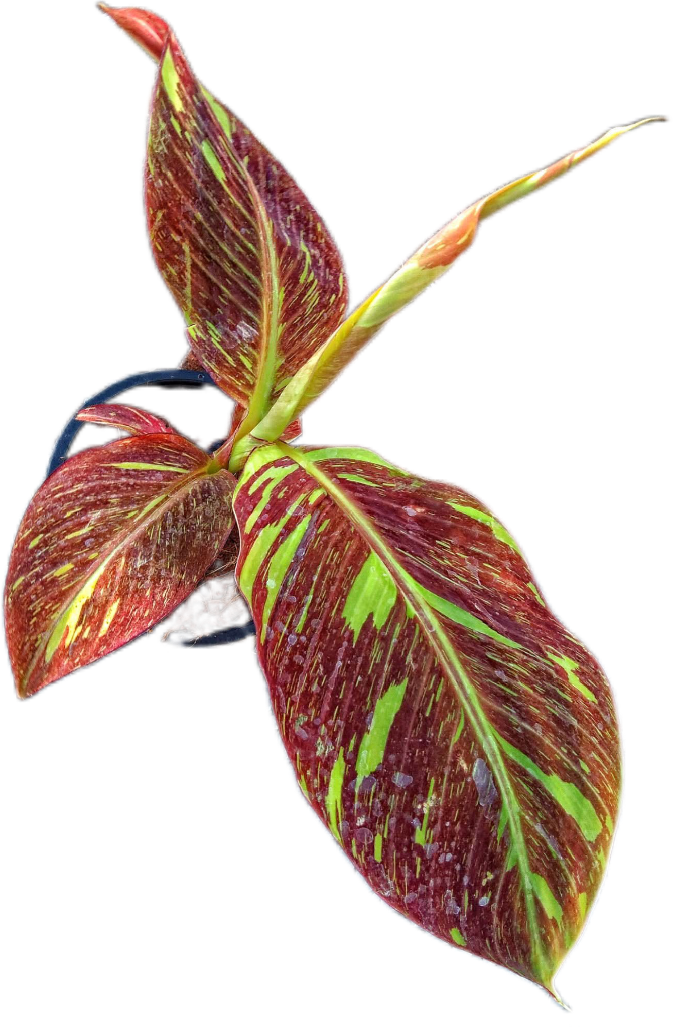 "Musa acuminata 'Red Indo' - Rare Variegated Banana Plant