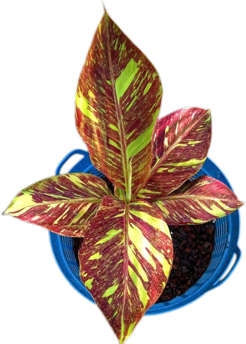 "Musa acuminata 'Red Indo' - Rare Variegated Banana Plant