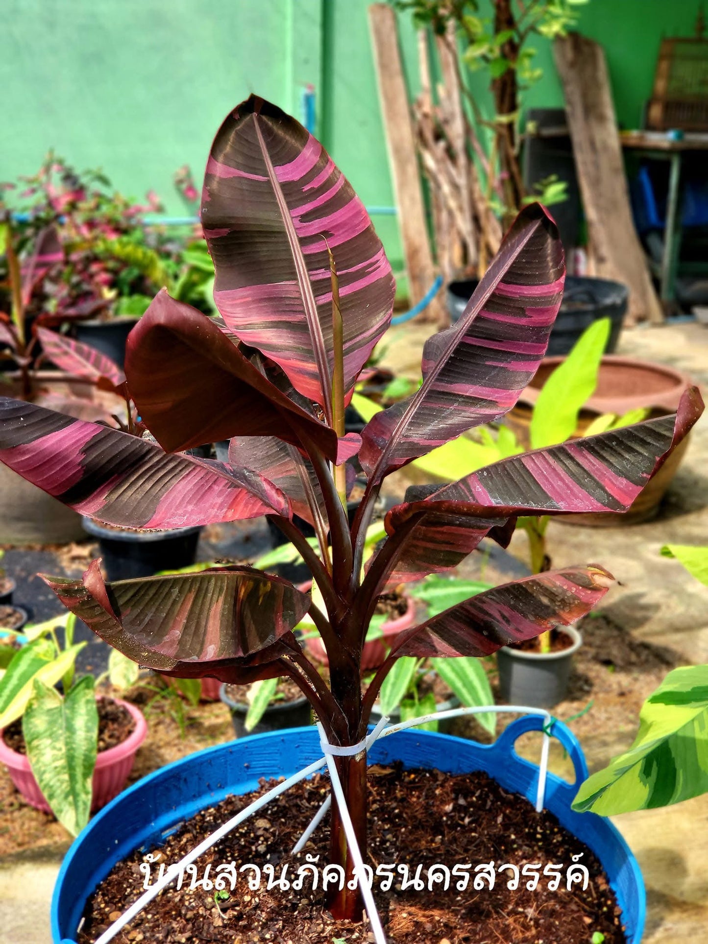 Musa acuminata 'Nono Pink' - Rare Pink Variegated Banana