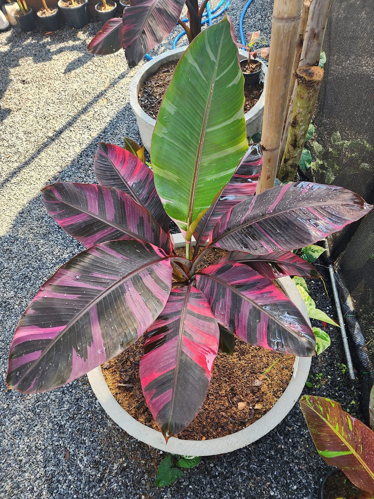 Musa acuminata 'Nono Pink' - Rare Pink Variegated Banana