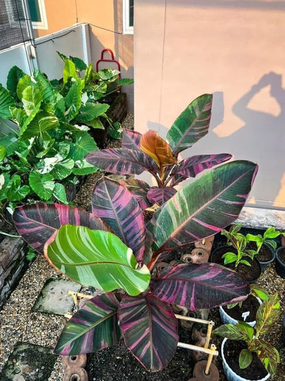 Musa acuminata 'Nono Pink' - Rare Pink Variegated Banana