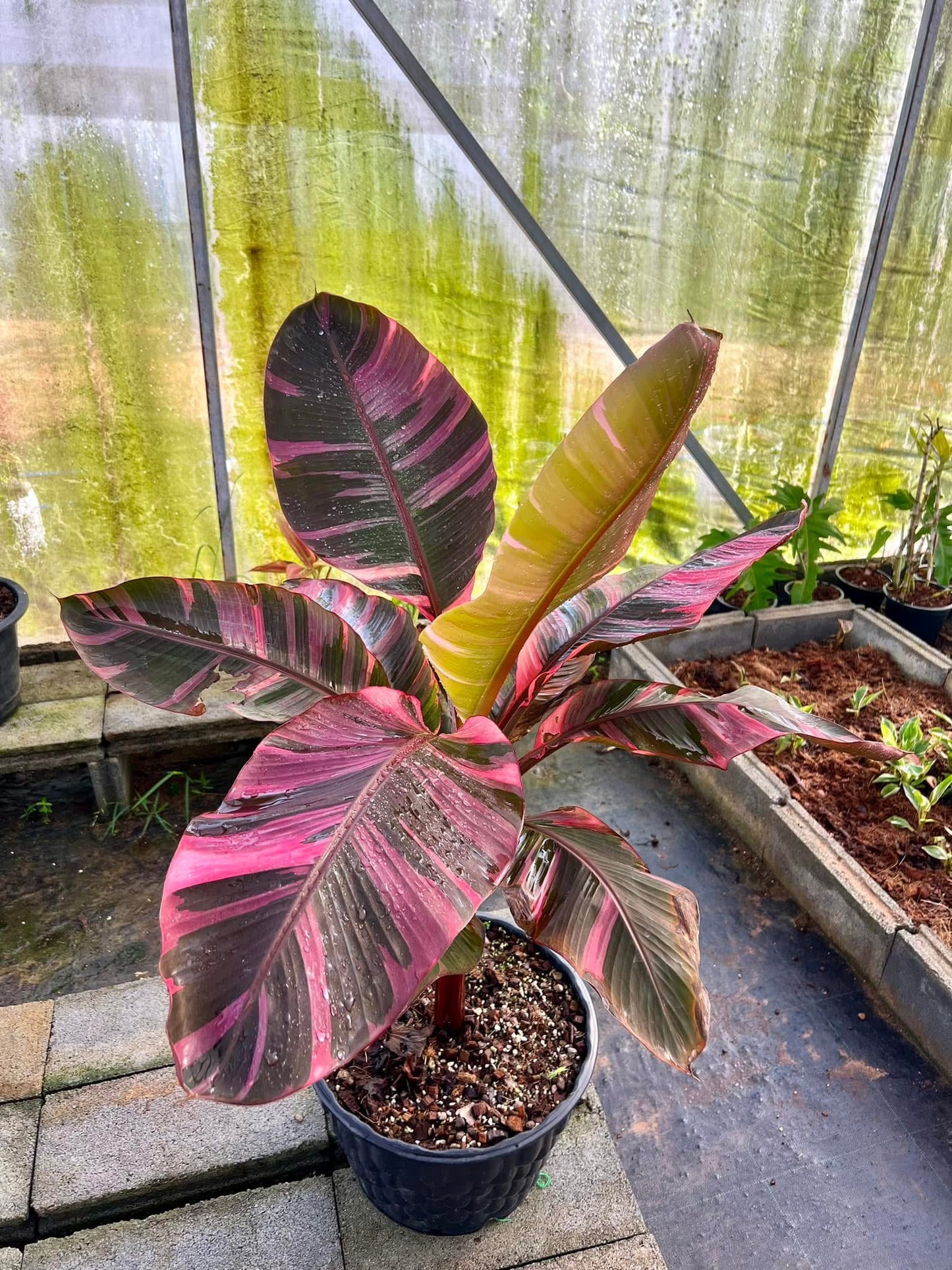 Musa acuminata 'Nono Pink' - Rare Pink Variegated Banana