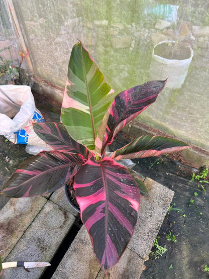 Musa acuminata 'Nono Pink' - Rare Pink Variegated Banana