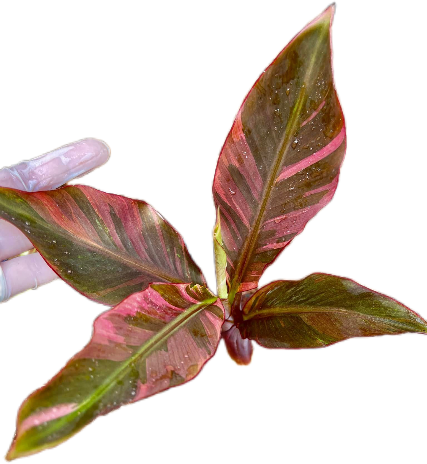 Musa acuminata 'Nono Pink' - Rare Pink Variegated Banana