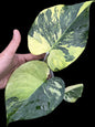 Monstera Deliciosa NOID — Actual Plant