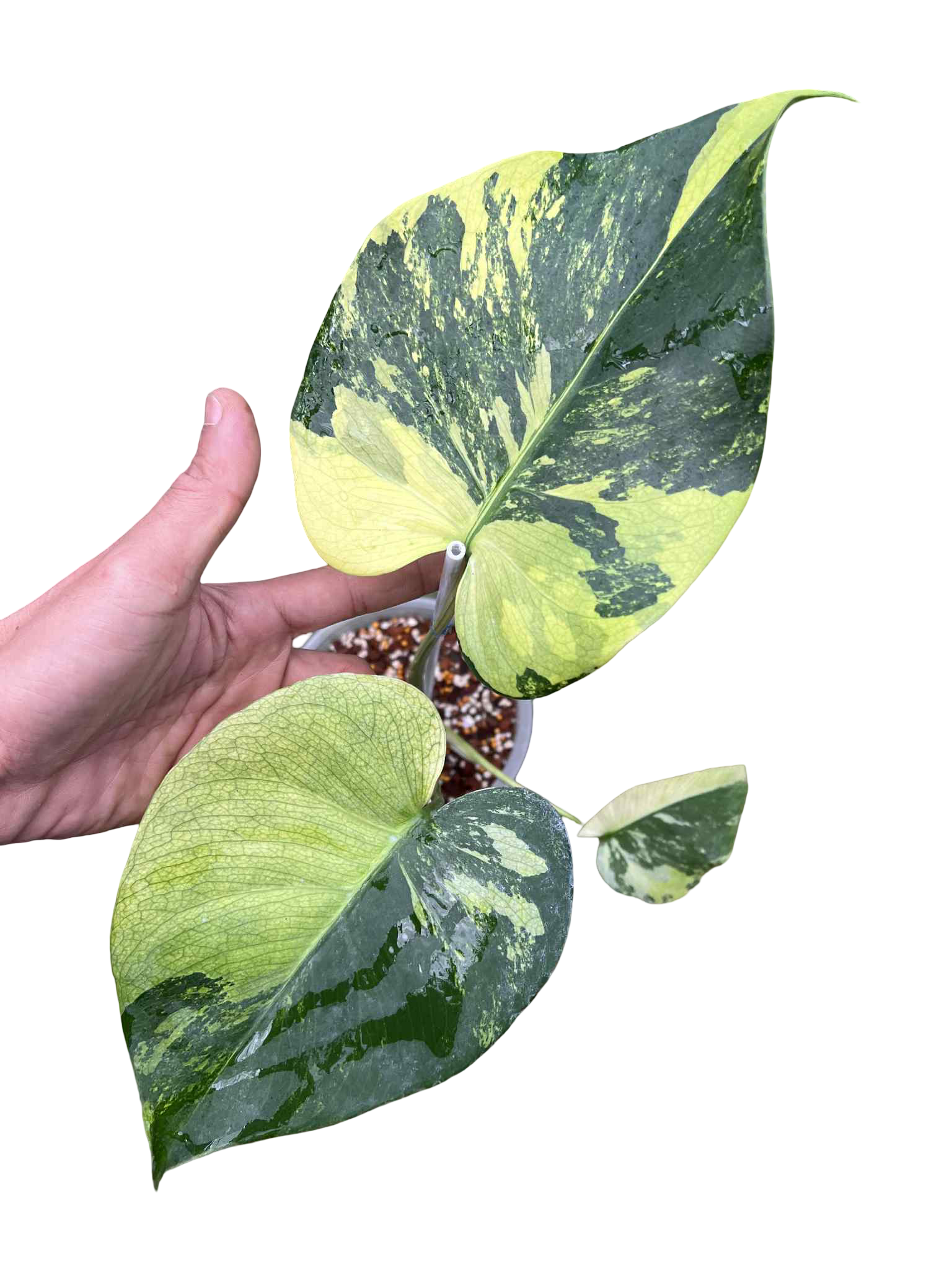 Monstera Deliciosa NOID — Actual Plant