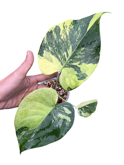 Monstera Deliciosa NOID — Actual Plant