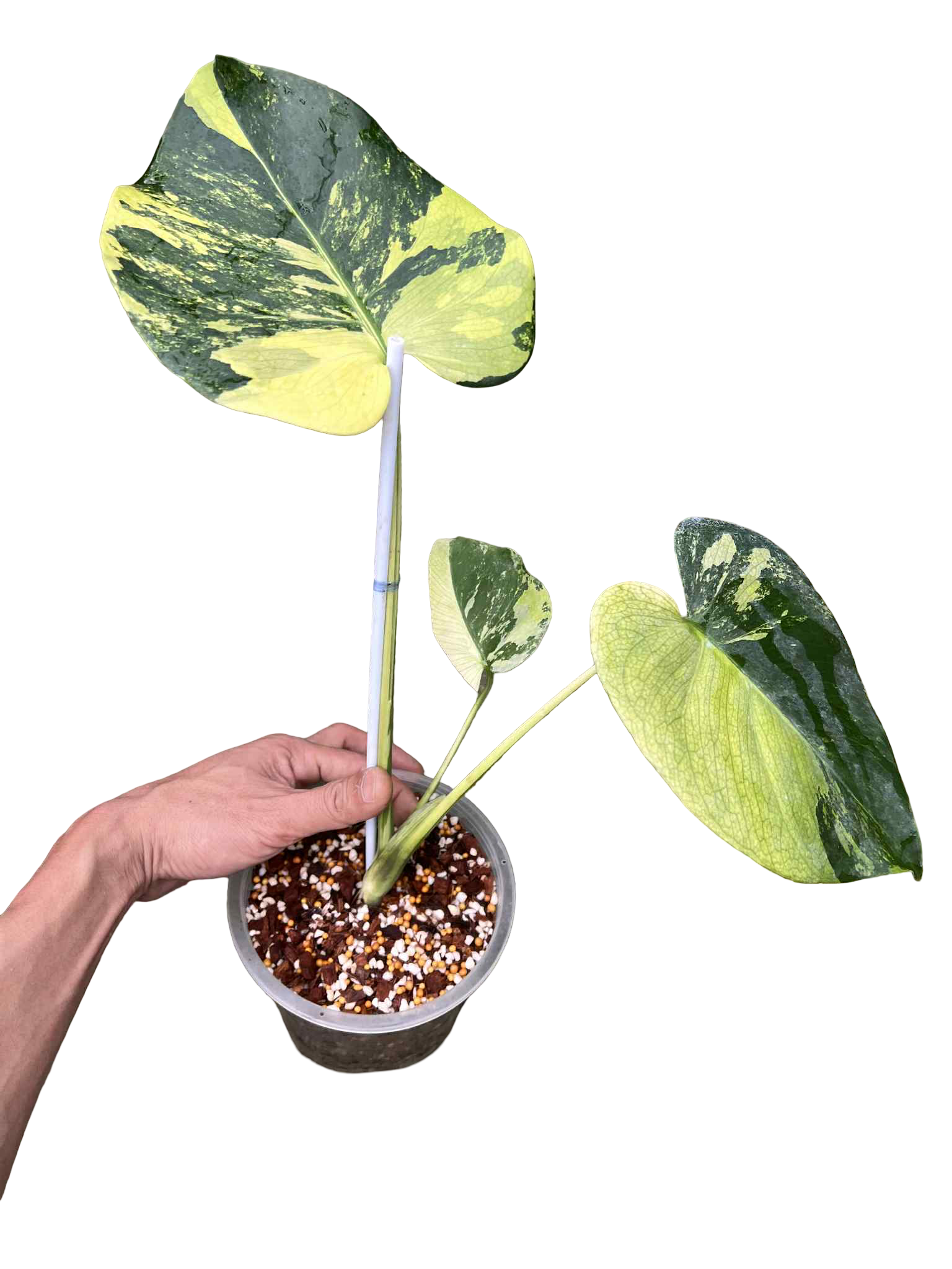 Monstera Deliciosa NOID — Actual Plant