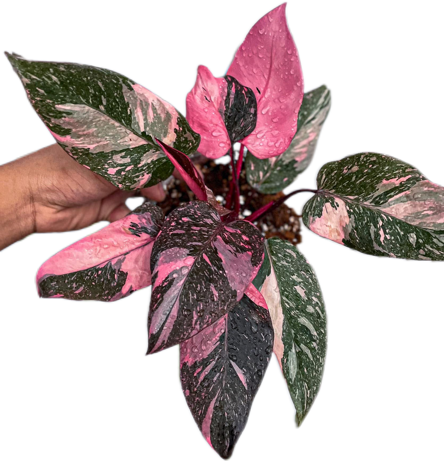 Philodendron Pink Princess Galaxy