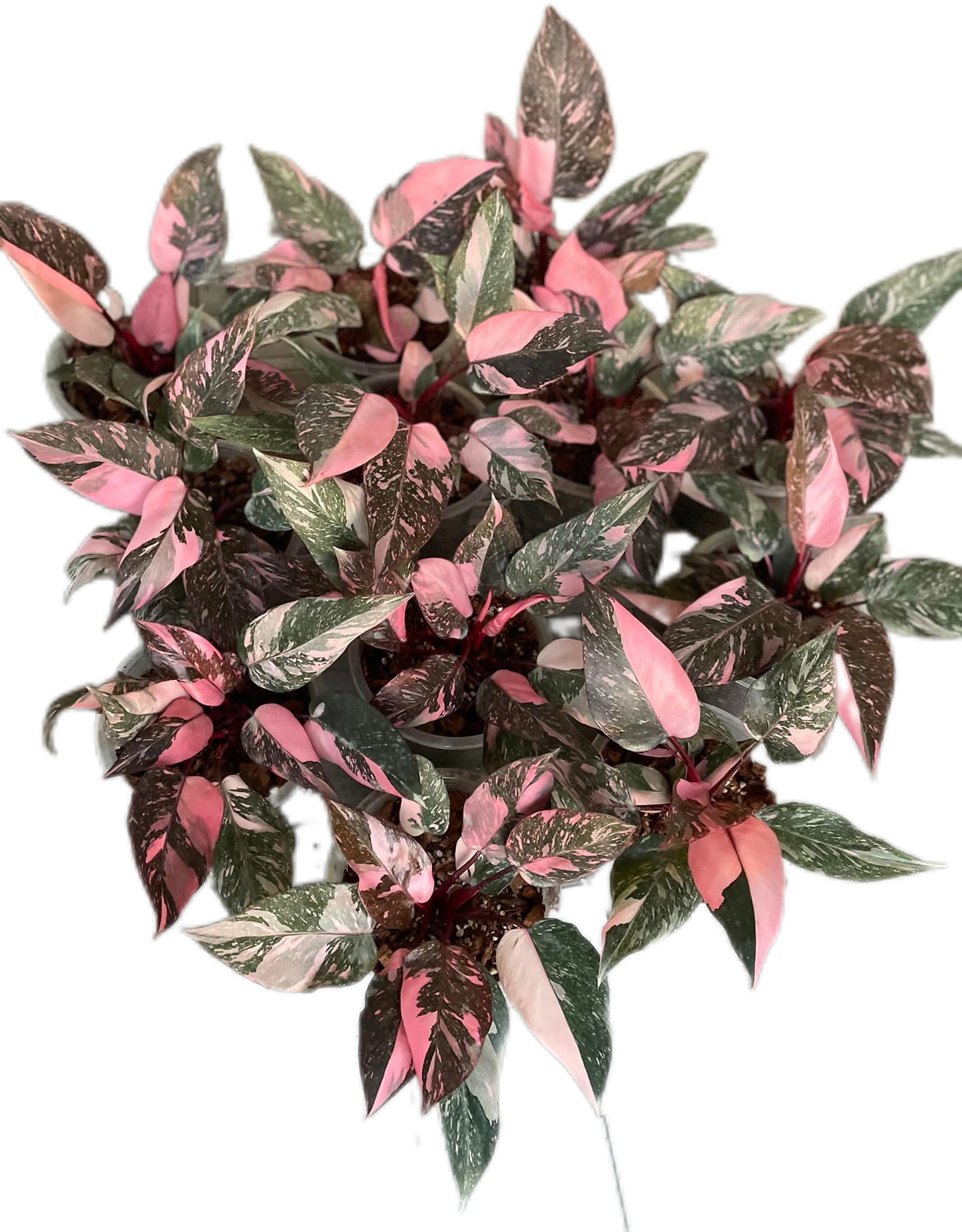 Philodendron Pink Princess Galaxy