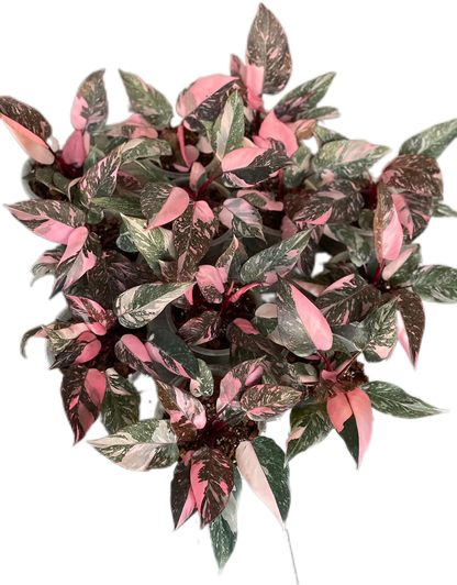 Philodendron Pink Princess Galaxy