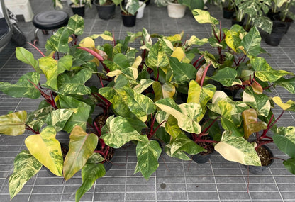 Set of 10 Philodendron Strawberry Shake Plants