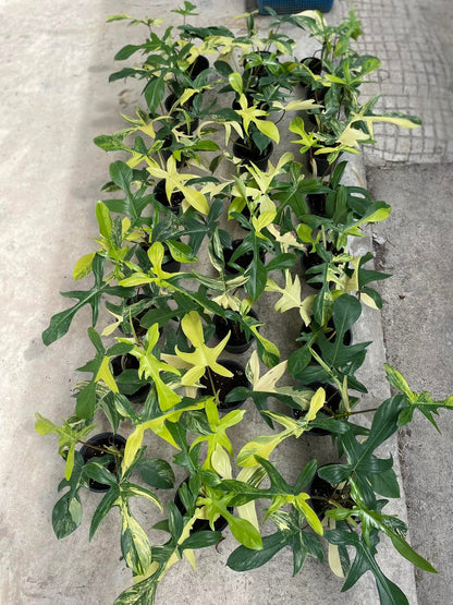 Set of 10 Philodendron Florida Beauty