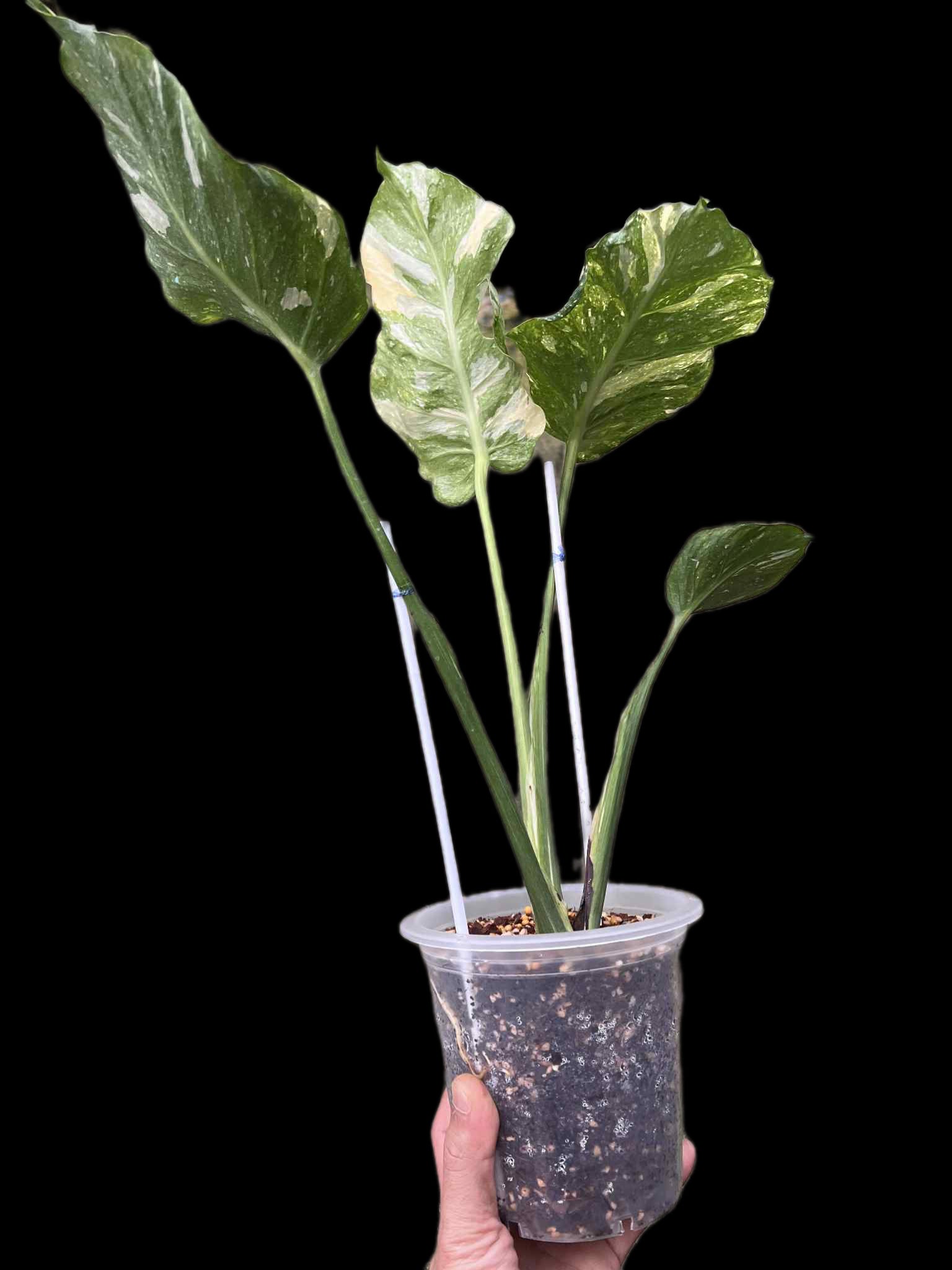 Monstera Deliciosa “NOID Tricolor” — Actual Plant (Rare)