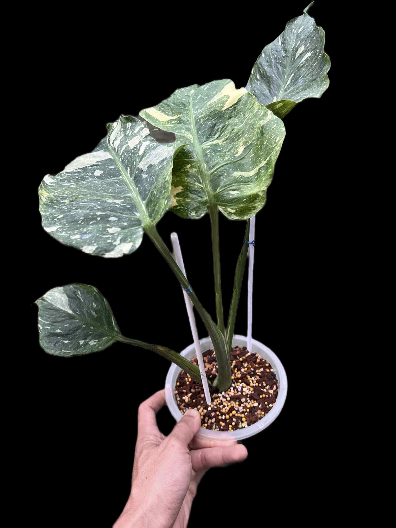 Monstera Deliciosa “NOID Tricolor” — Actual Plant (Rare)