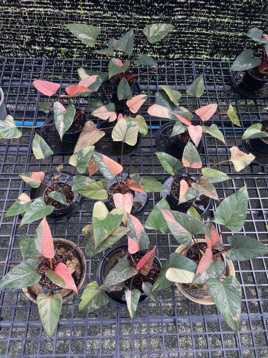 Homalomena Rubescens ‘Pink Diamond’ Variegated