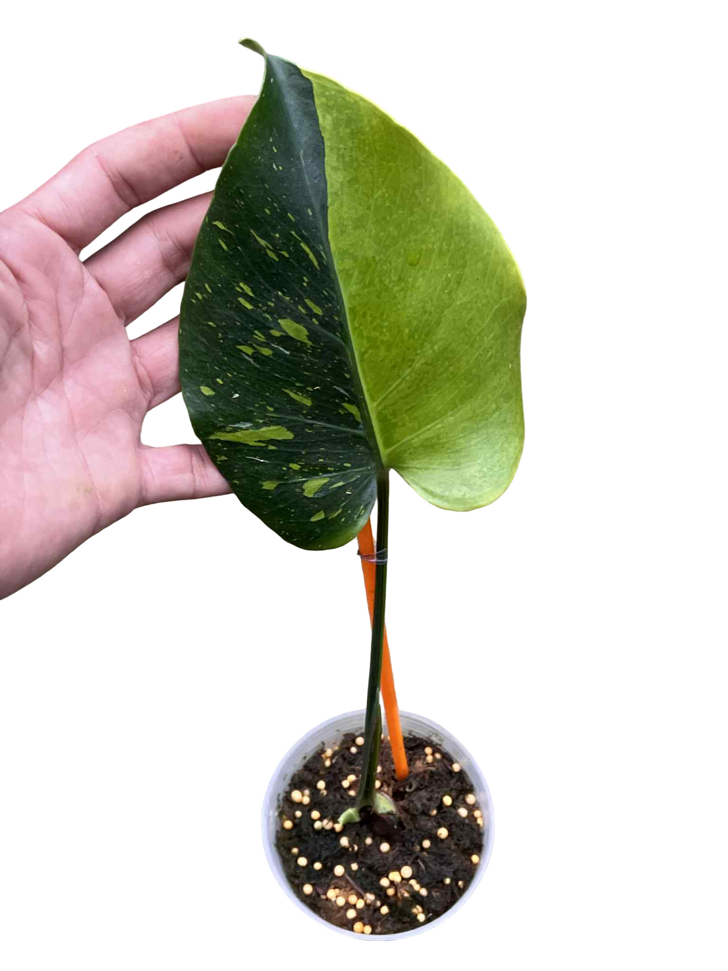 Monstera Deliciosa “Thong Kee Ma” Cutting Rooted— Actual Plant (Rare)