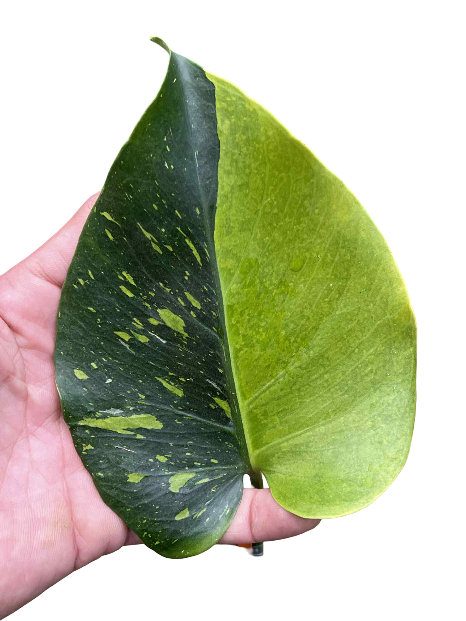 Monstera Deliciosa “Thong Kee Ma” Cutting Rooted— Actual Plant (Rare)
