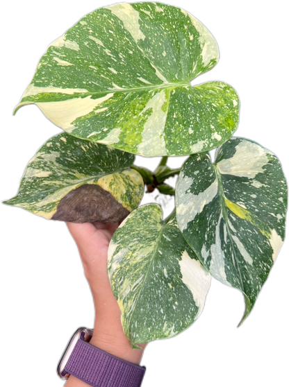 Monstera Deliciosa Tricolor (Miracle)