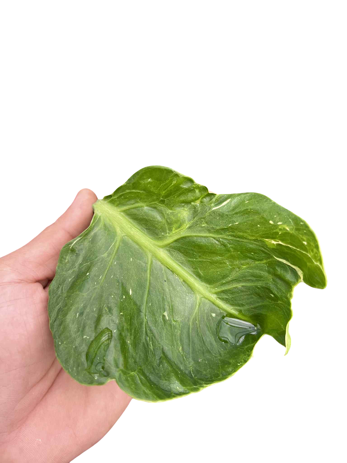 Monstera Deliciosa “Ancient Monster” — Actual Plant (Rare)