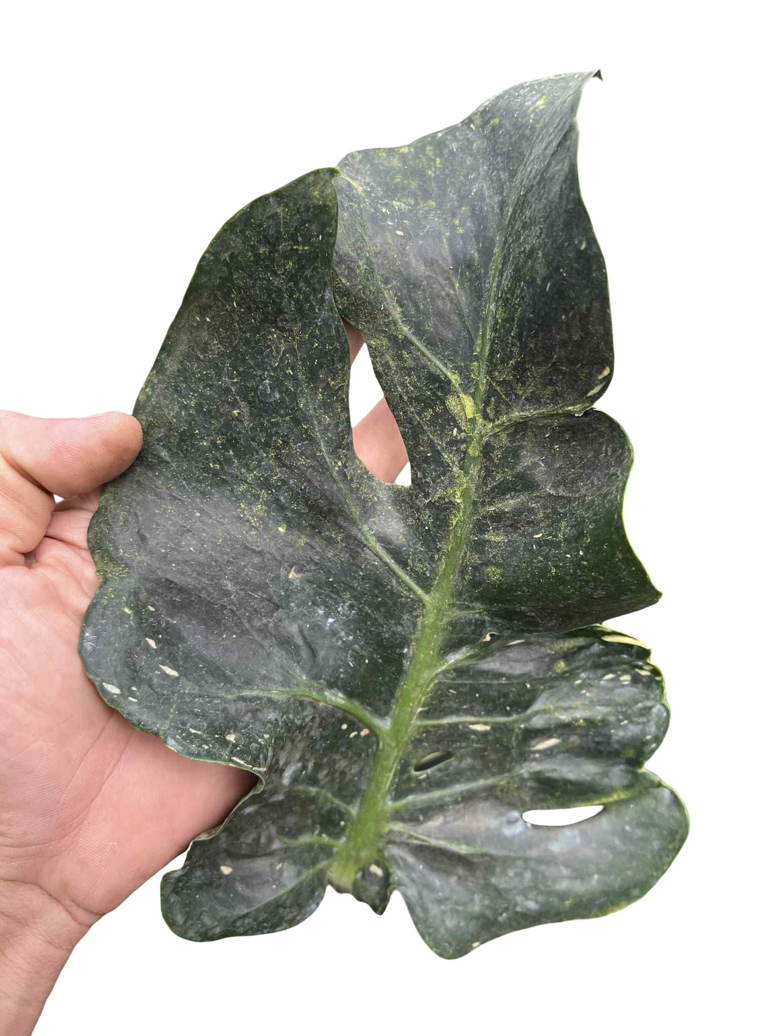 Monstera Deliciosa “Ancient Monster” — Actual Plant (Rare)