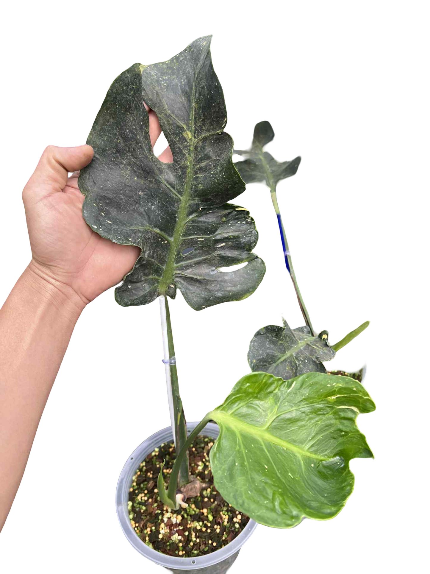 Monstera Deliciosa “Ancient Monster” — Actual Plant (Rare)