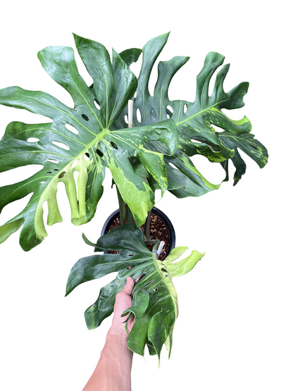 Monstera Deliciosa “Green Elf” (Big Size) — Actual Plant (Rare)