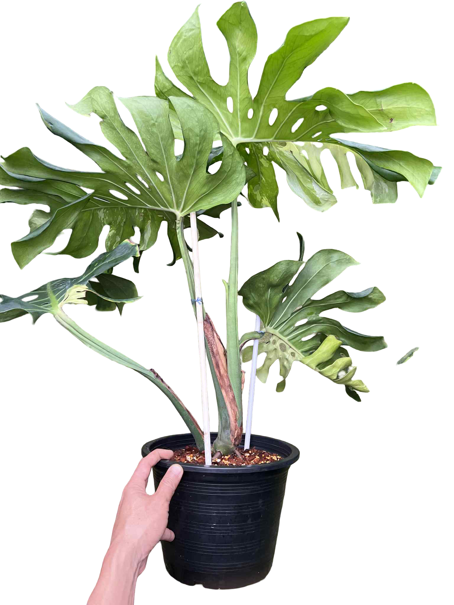 Monstera Deliciosa “Green Elf” (Big Size) — Actual Plant (Rare)