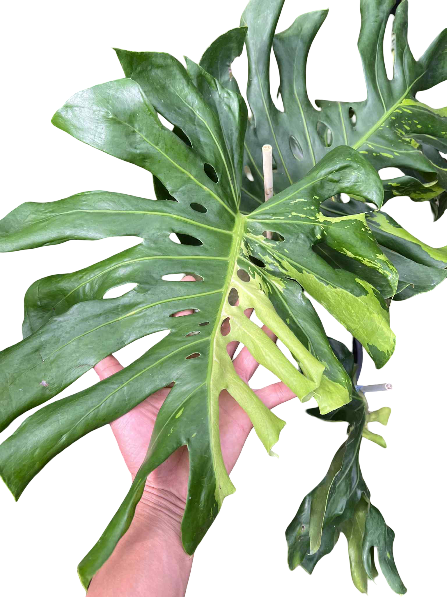 Monstera Deliciosa “Green Elf” (Big Size) — Actual Plant (Rare)
