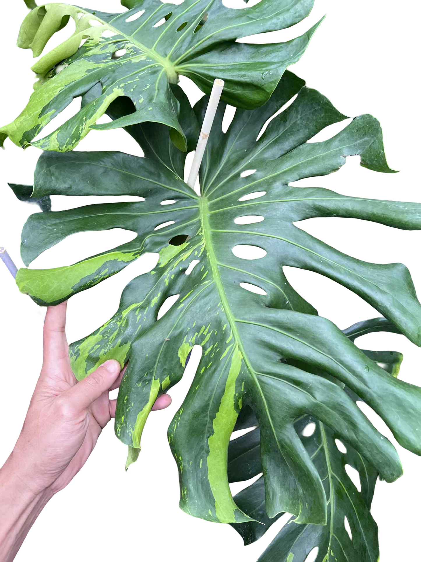 Monstera Deliciosa “Green Elf” (Big Size) — Actual Plant (Rare)