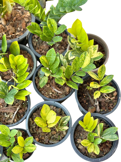 ZZ Lemon Variegated (Zamioculcas zamiifolia ‘Lemon’) – Set of 5 Plants
