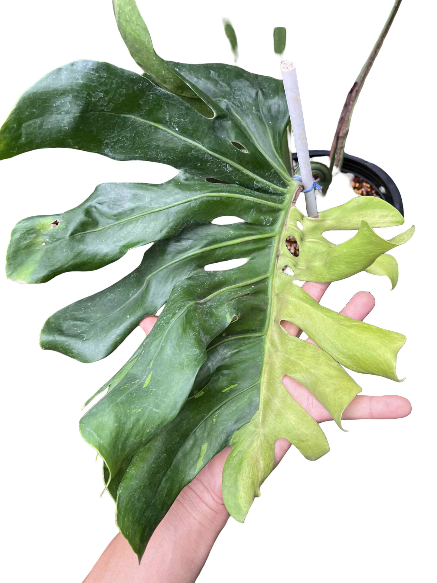 Monstera Deliciosa “Green Elf” (Big Size) — Actual Plant (Rare)