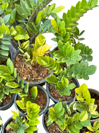 ZZ Lemon Variegated (Zamioculcas zamiifolia ‘Lemon’) – Set of 5 Plants