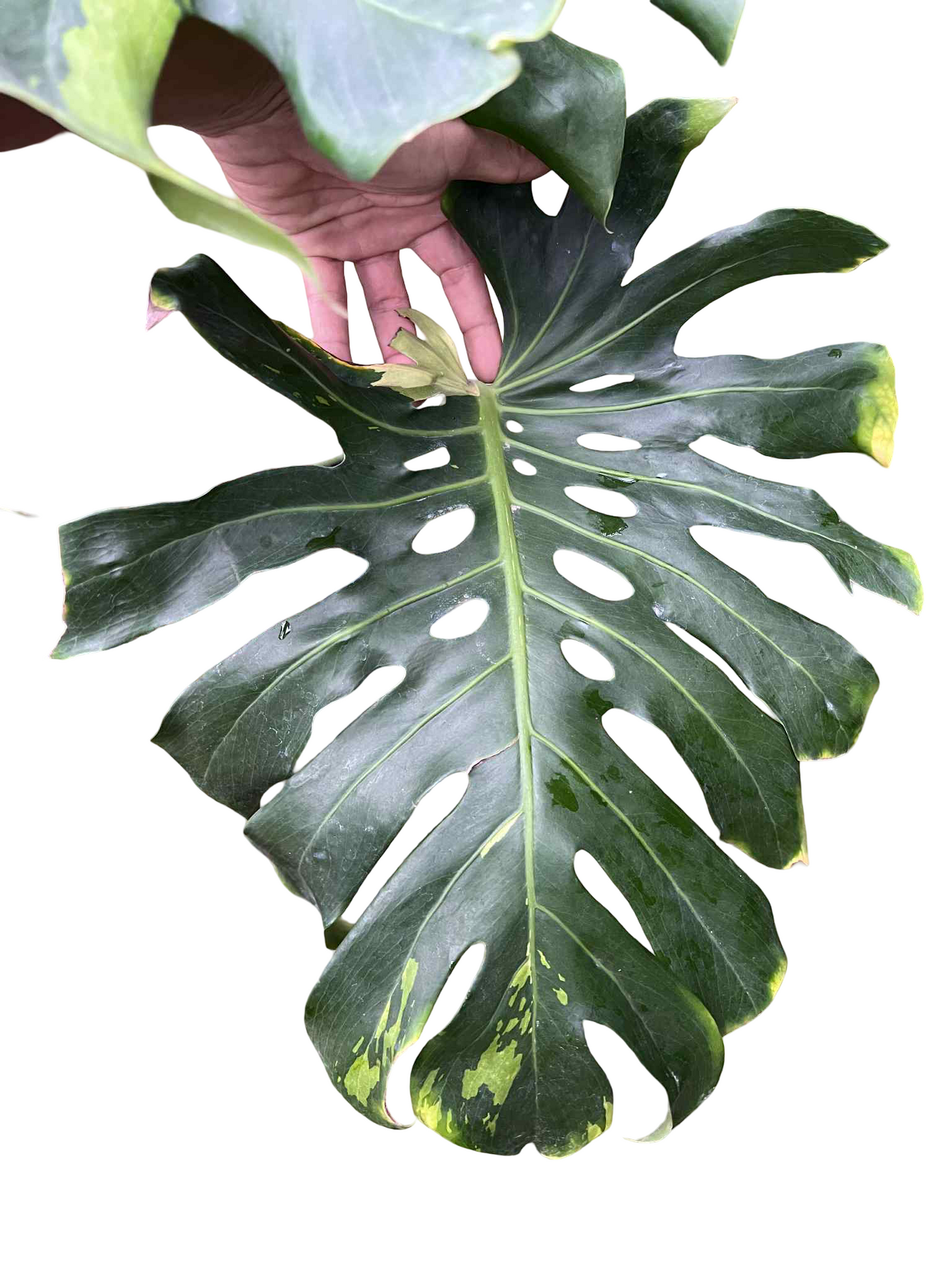 Monstera Deliciosa “Green Elf” (Big Size) — Actual Plant (Rare)