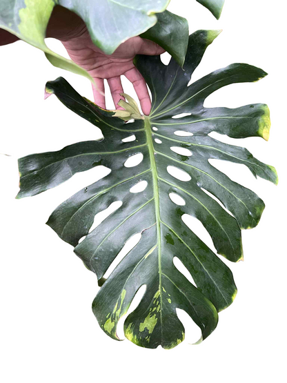 Monstera Deliciosa “Green Elf” (Big Size) — Actual Plant (Rare)