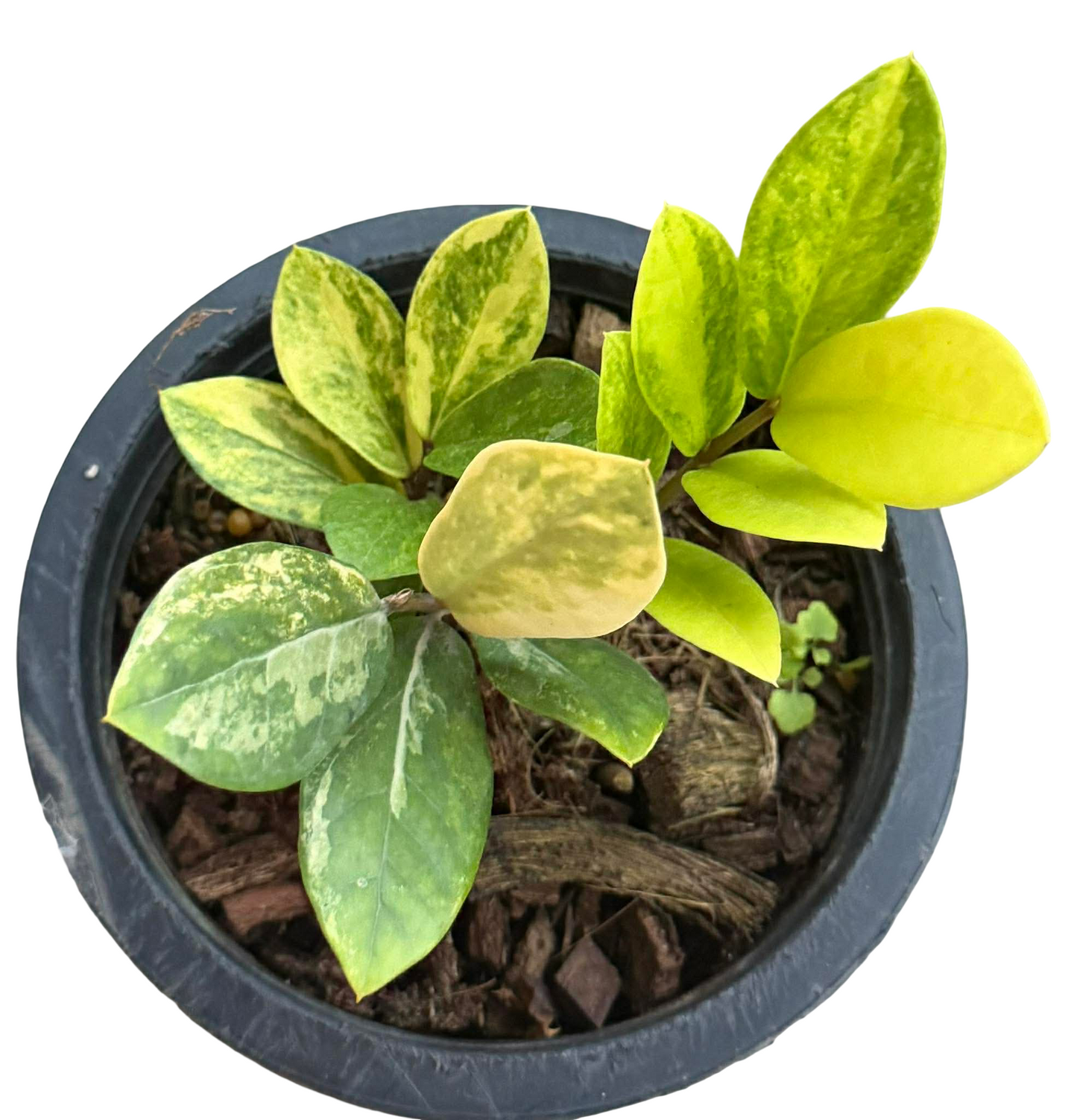 ZZ Lemon Variegated (Zamioculcas zamiifolia ‘Lemon’) – Set of 5 Plants