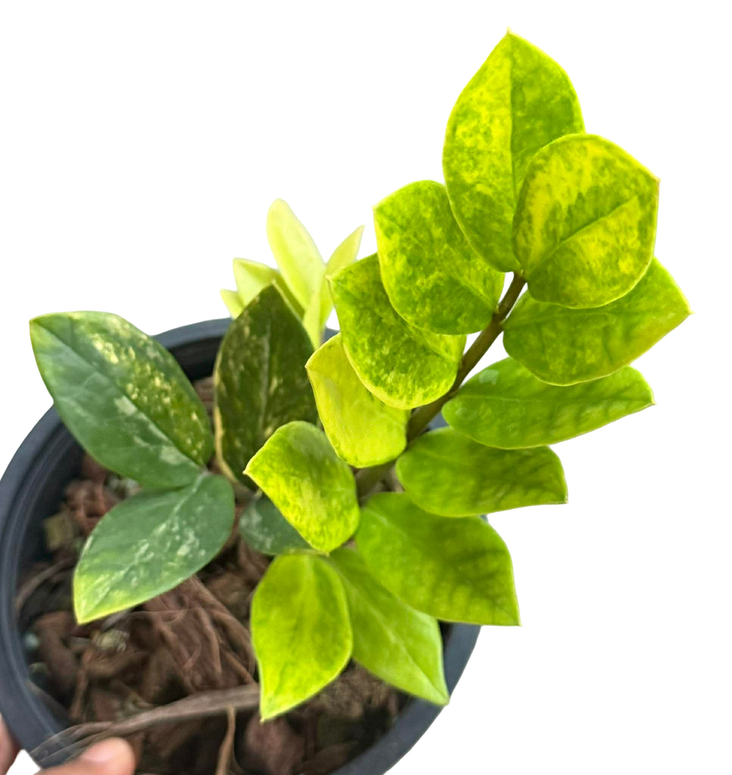 ZZ Lemon Variegated (Zamioculcas zamiifolia ‘Lemon’) – Set of 5 Plants