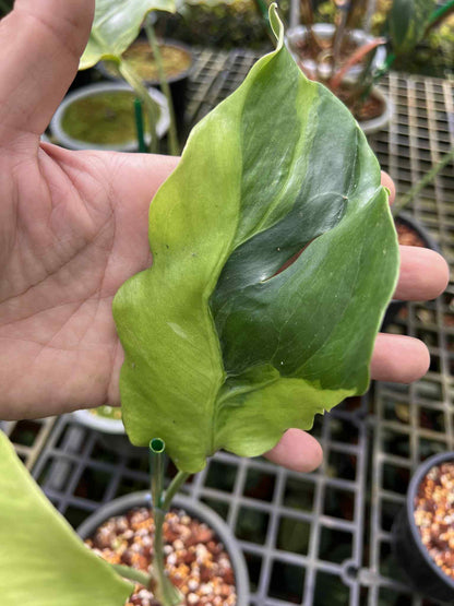 Monstera Deliciosa “Flamicito” — Actual Plant (Rare)