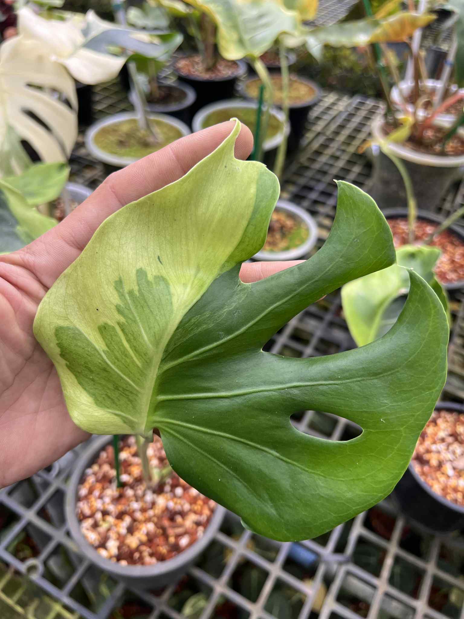 rare monstera deliciosa Buy Rare Monstera Deliciosa Electrolyte (…