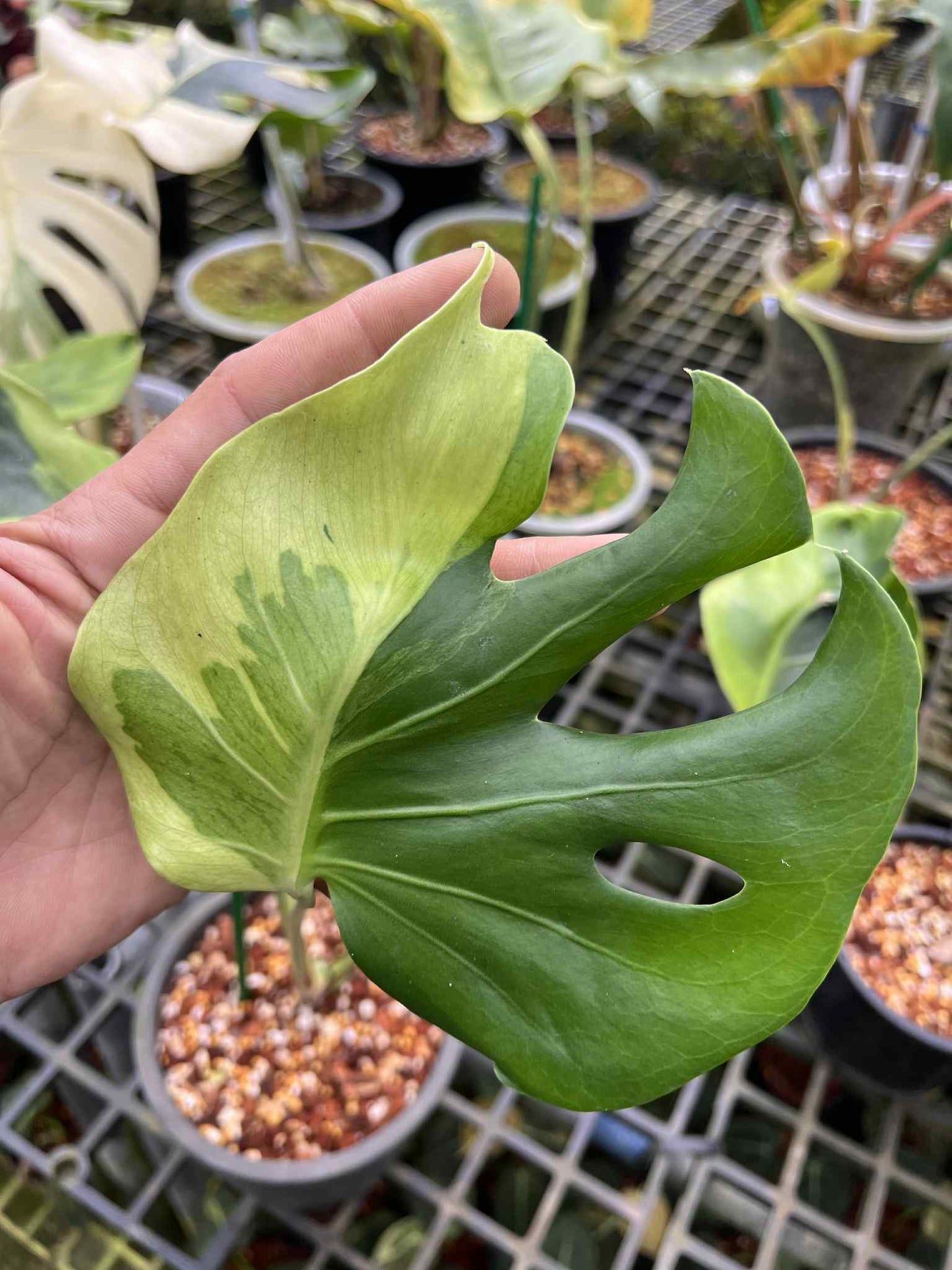Monstera Deliciosa “Flamicito” — Actual Plant (Rare)
