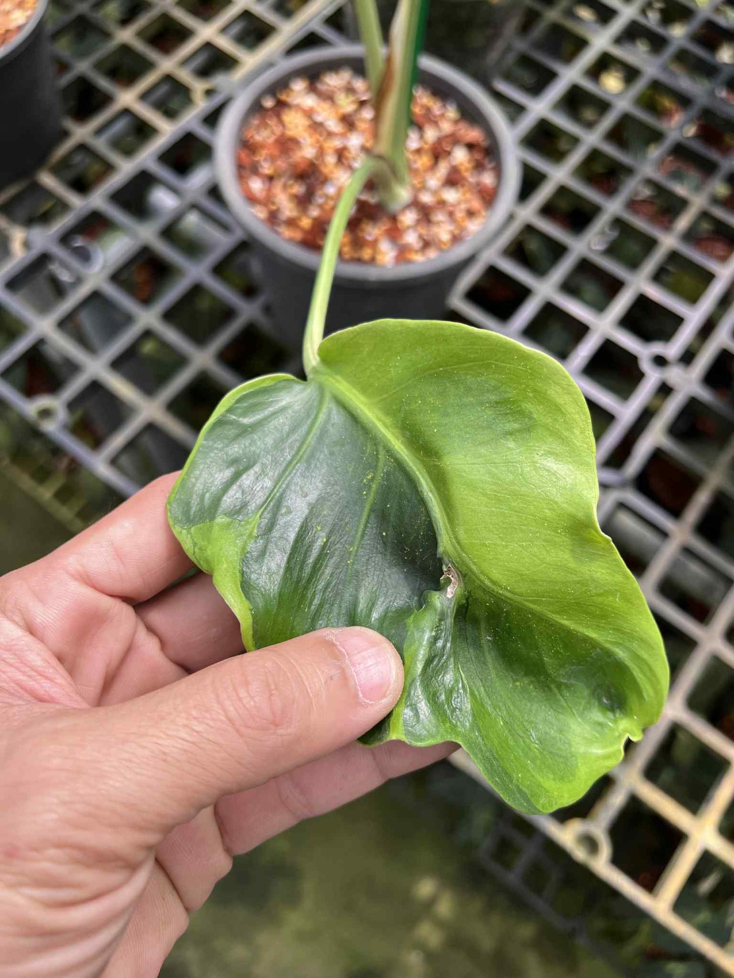 Monstera Deliciosa “Flamicito” — Actual Plant (Rare)