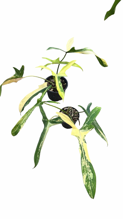 Philodendron Longilobatum ‘Lelano Miyano’ Variegated